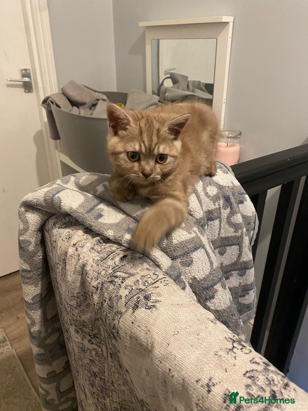 British Shorthair cats for sale: Last beautiful little British short haired boy  - Image 8