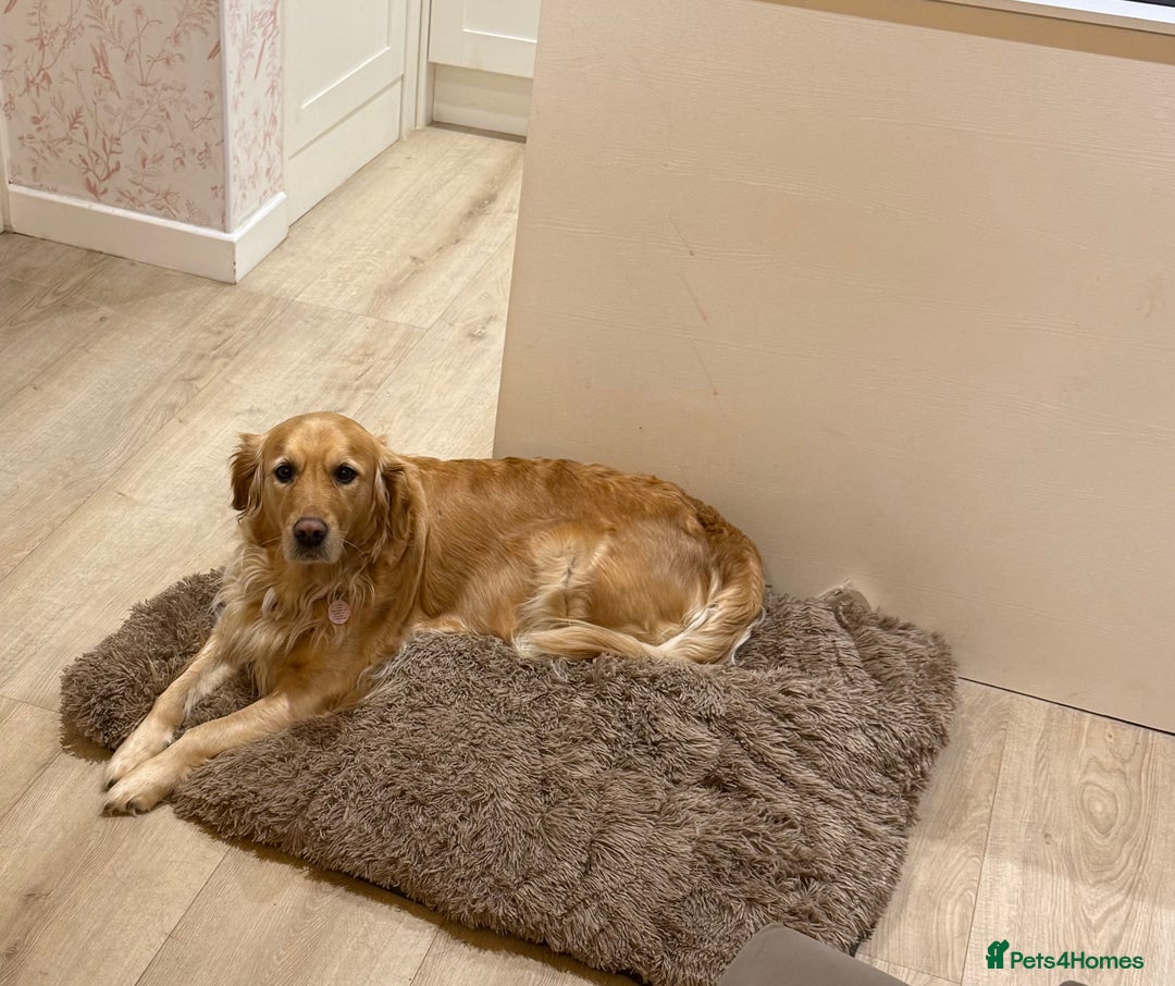 Goldador dogs for sale: Adorable Goldador Puppies - Ready 12th Feb - Advert 6