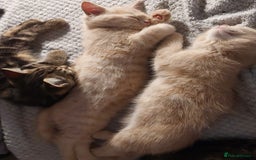 Persian cats for sale: PERSIAN MIX KITTENS 9 weeks old ready to leave.  - Image 12