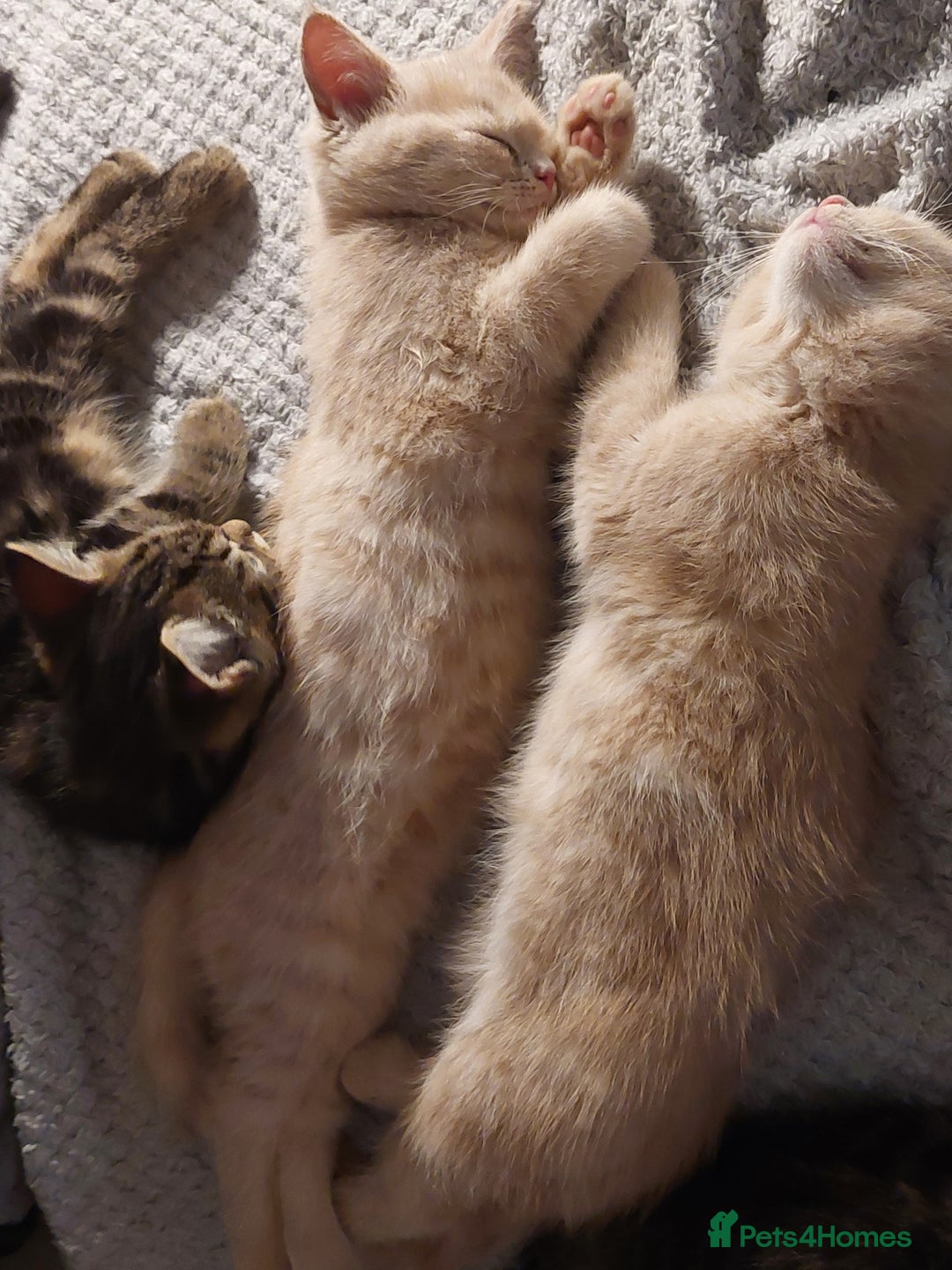 Persian cats for sale: PERSIAN MIX KITTENS 9 weeks old ready to leave.  - Image 12
