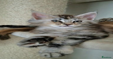 Maine Coon cats - Advert 12