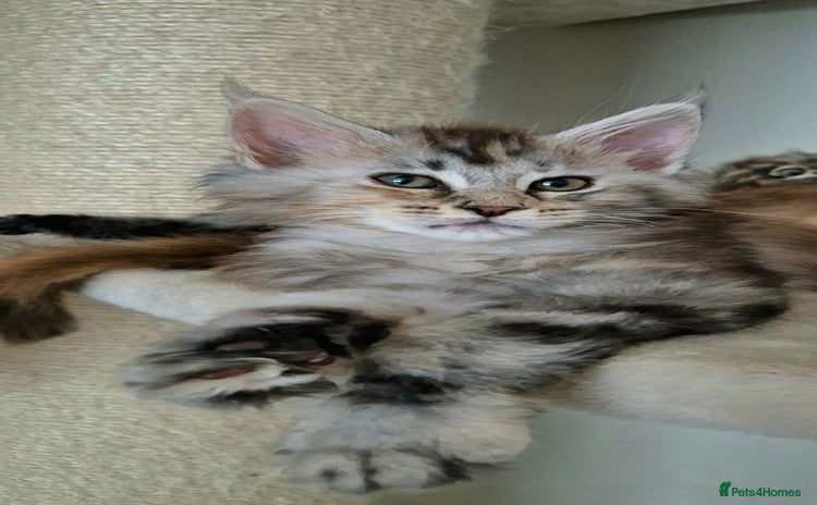 Maine Coon cats - Advert 3