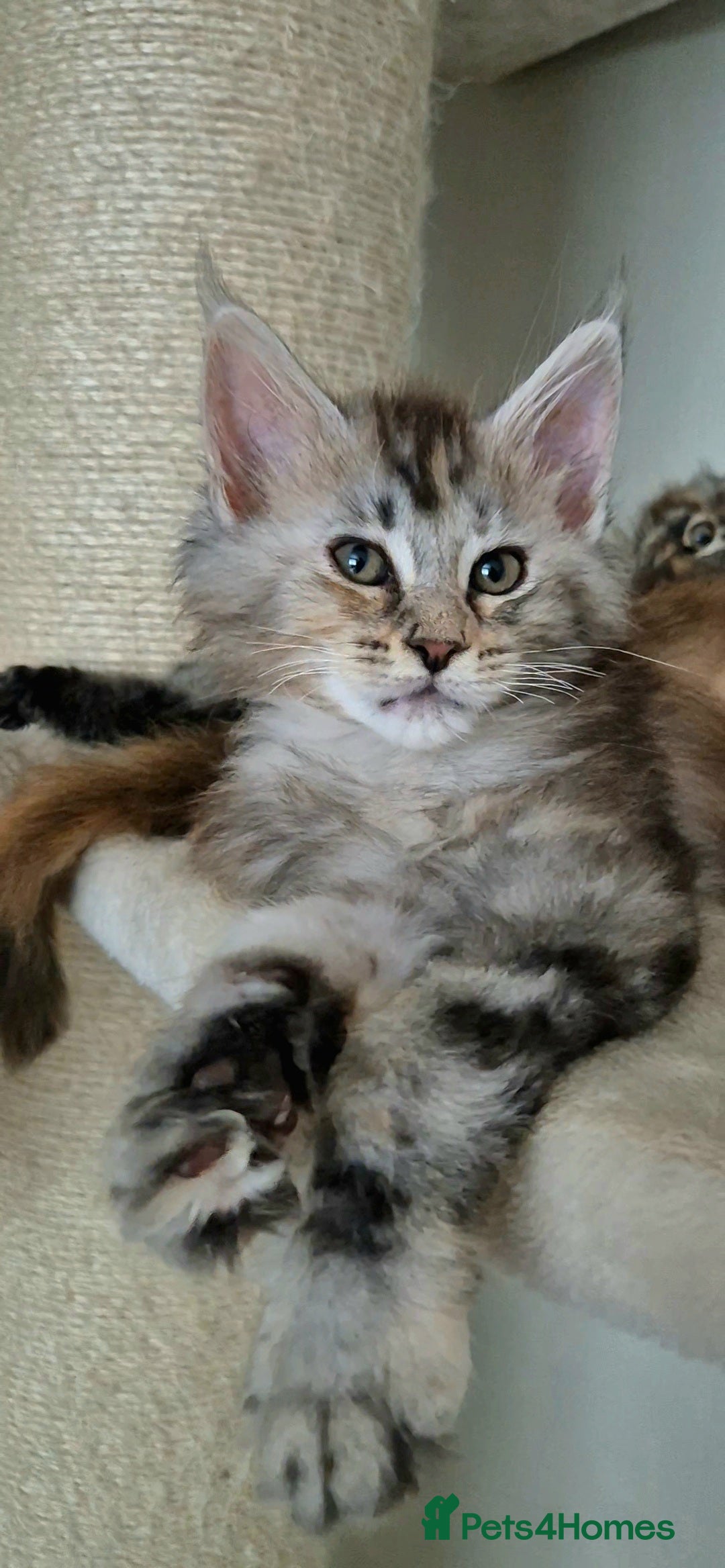 Maine Coon cats for sale: Last  full Maine coone girl . - Image 1