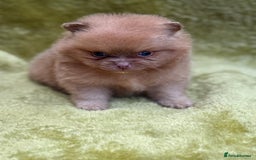 Pomeranian dogs for sale: Teddy bear poms x - Image 9