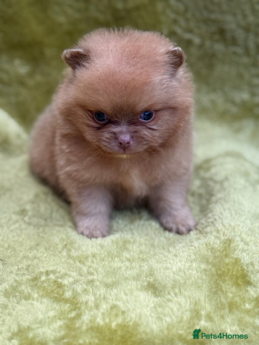 Pomeranian dogs for sale: Teddy bear poms x - Image 9