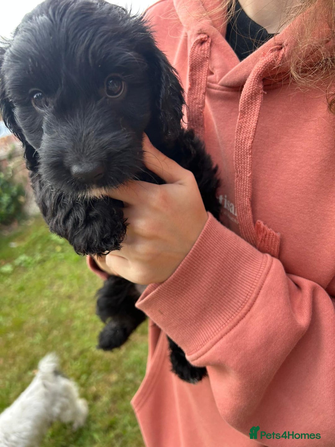 Cockapoo dogs for sale: Cockapoo pups - Image 18