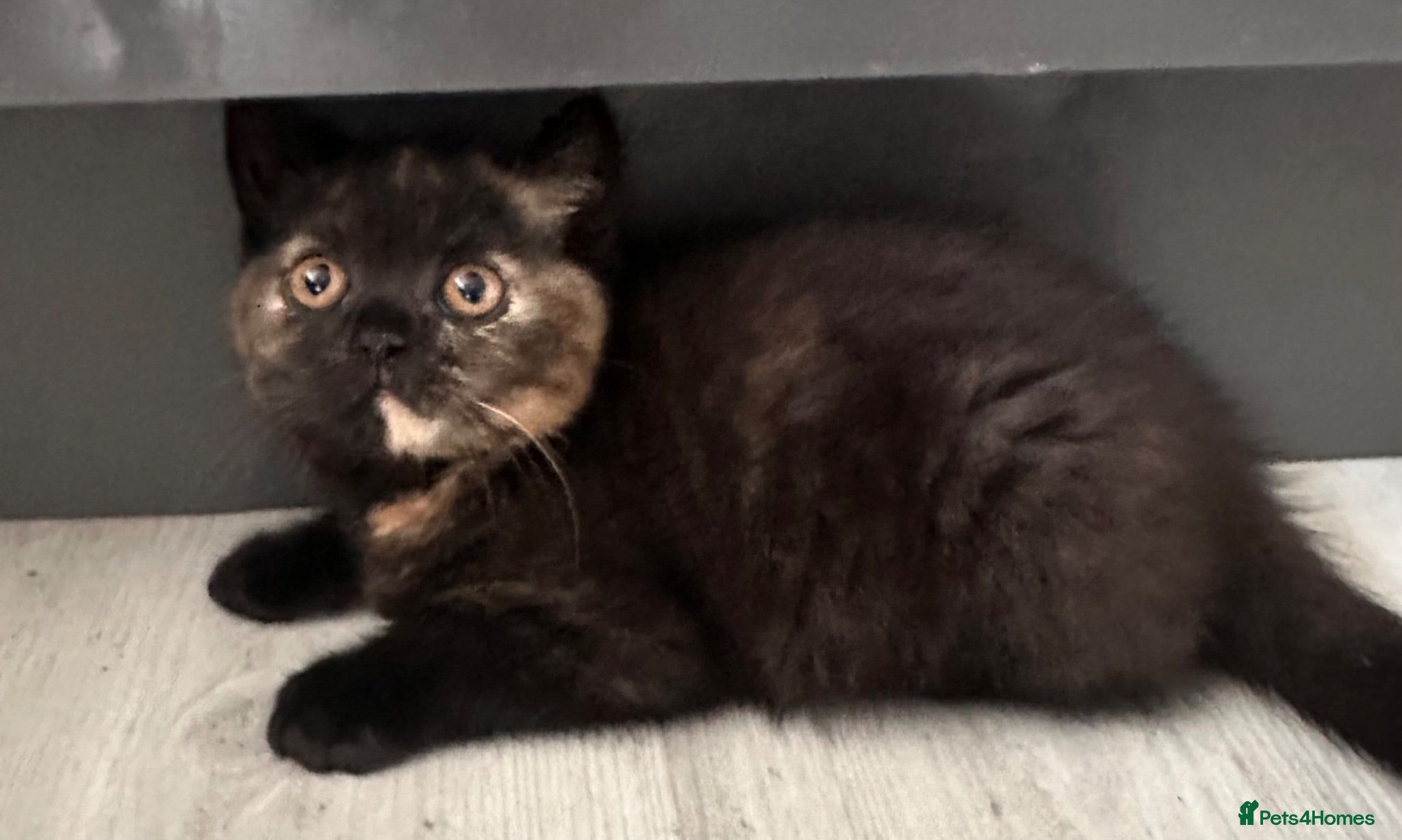 British Shorthair cats 2 Gccf registered BSH kittens ready now - Advert 1