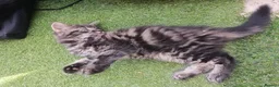 Mixed Breed cats for sale: Kittens for sale - Advert 3