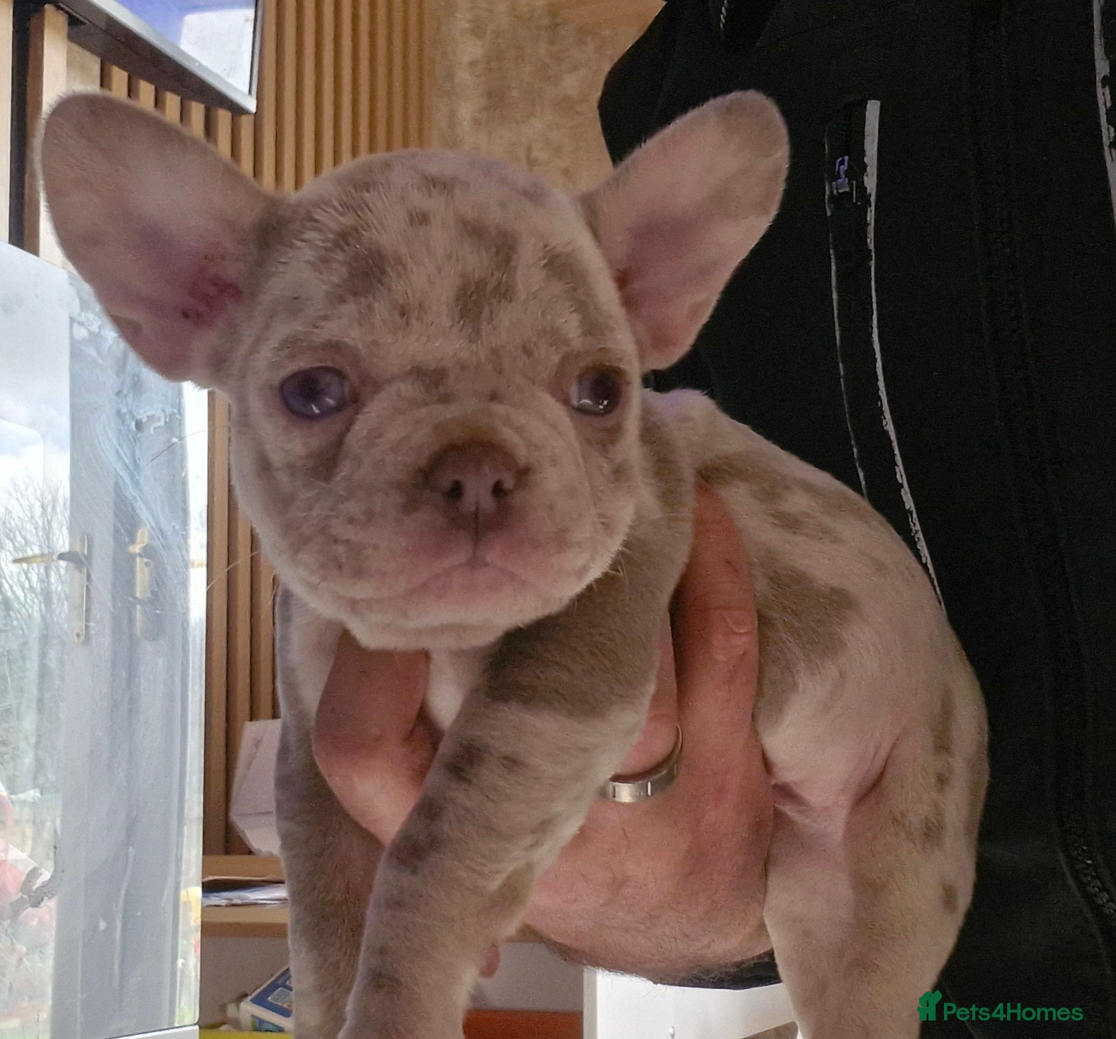 French Bulldog dogs  Stunning merle french bulldogs  - Advert 8