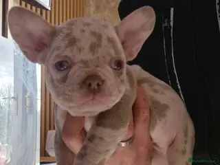 French Bulldog dogs Stunning merle french bulldogs - Advert 8