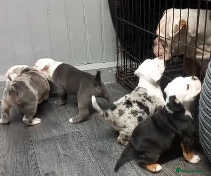 Dorset Olde Tyme Bulldogge dogs Oldeenglish puppies 🐶 - Advert 1