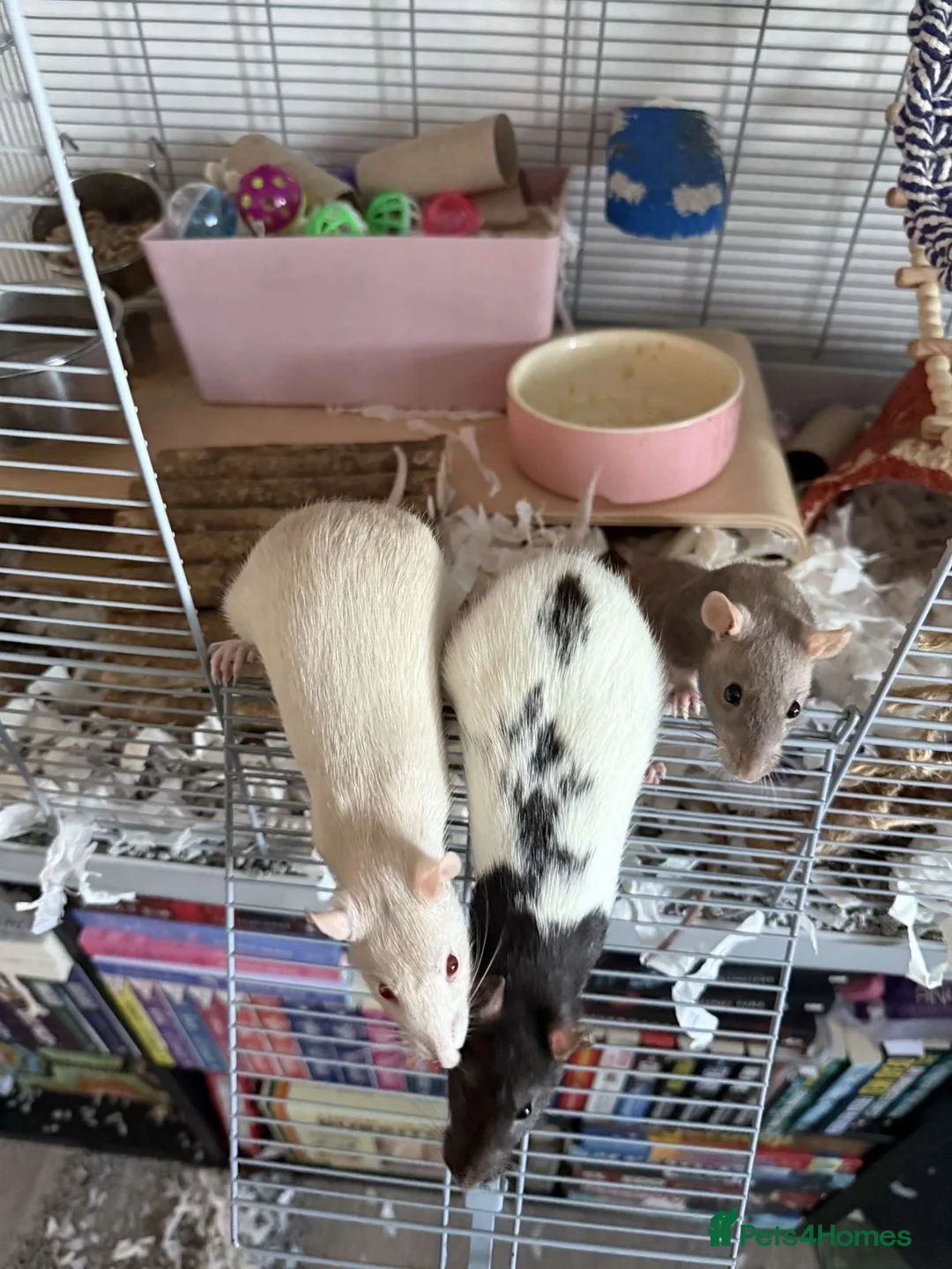 Rat rodents for sale: Rats for rehoming - Advert 10