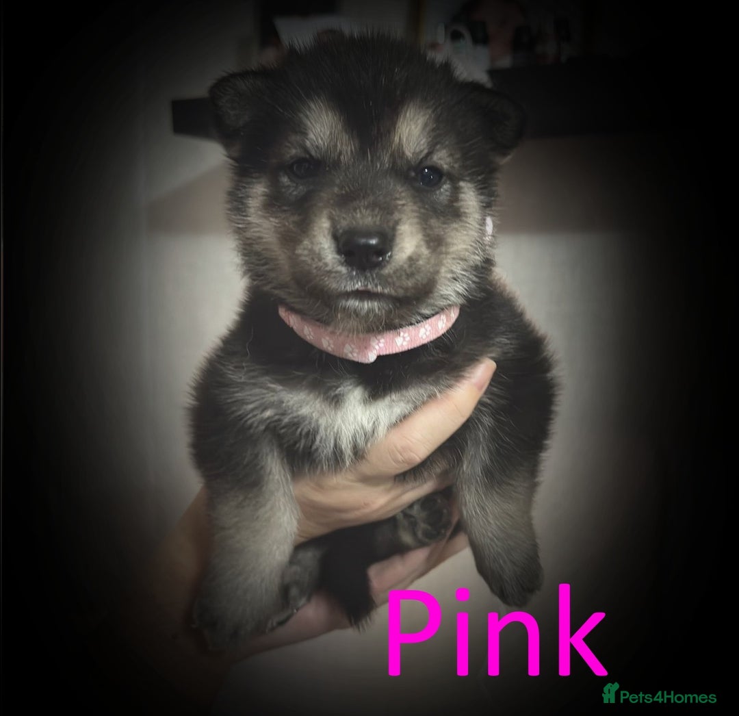 Shepsky dogs for sale: Siberian husky hybrid pups - Image 14