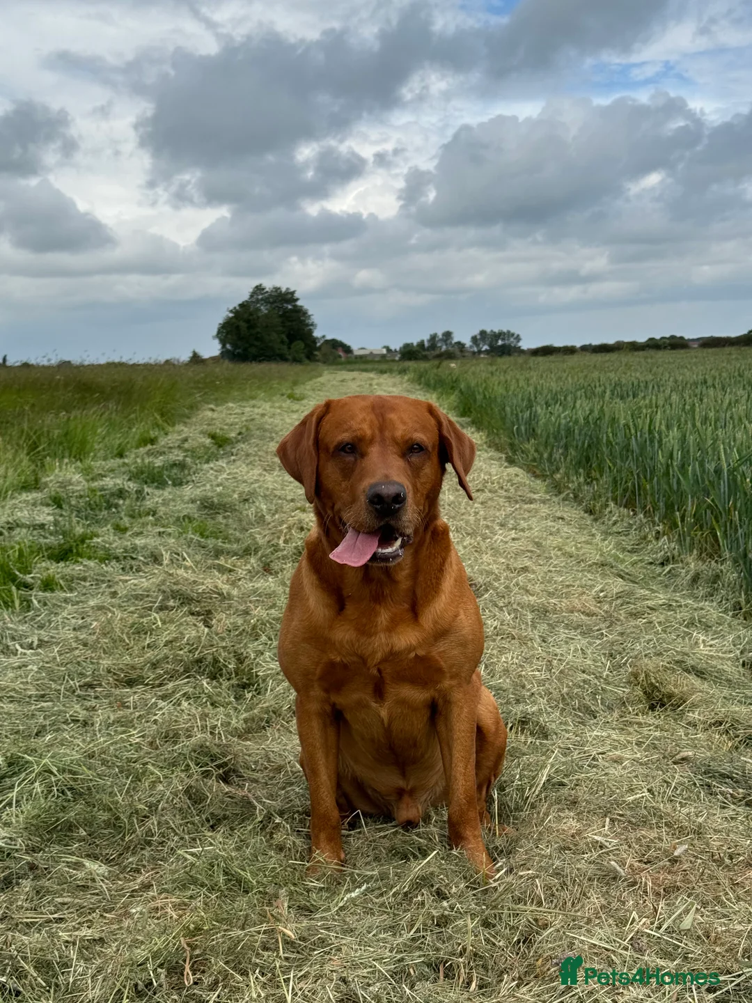Labrador Retriever dogs for stud: PROVEN & FULLY HEALTH TESTED KC Dark Fox Red Stud  in York - Advert 30
