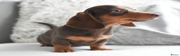 Miniature Dachshund dogs for sale: Miniature Dachshund Boys **READY NOW** - Advert 14