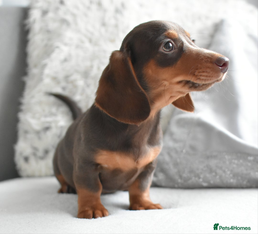 Miniature Dachshund dogs for sale: Miniature Dachshund Boys **READY NOW** - Advert 14
