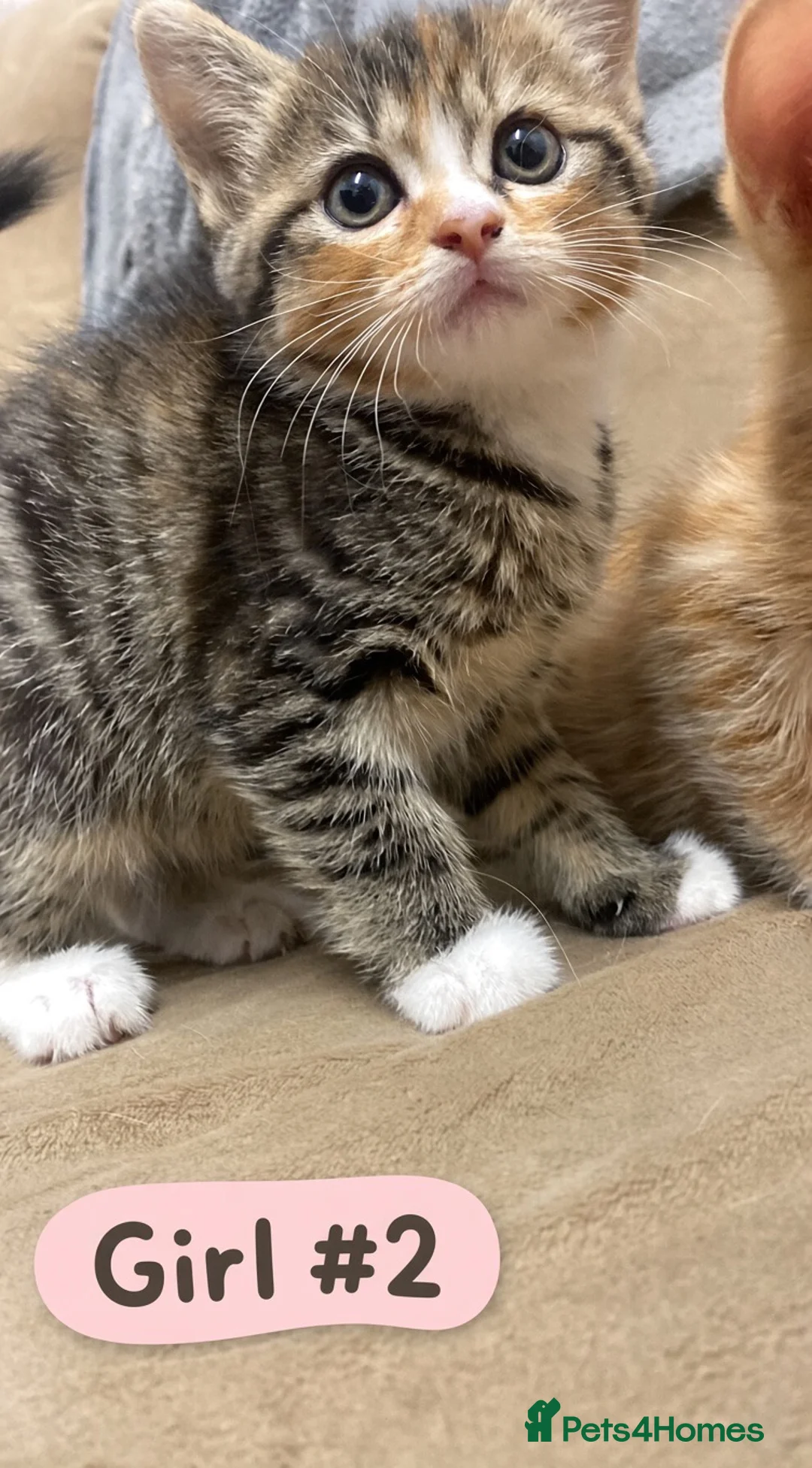 Mixed Breed cats for sale: 5 Beautiful Fluffy Kittens!! - Advert 5
