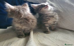 Mixed Breed cats for sale: Six gorgeus kittens  - Image 4