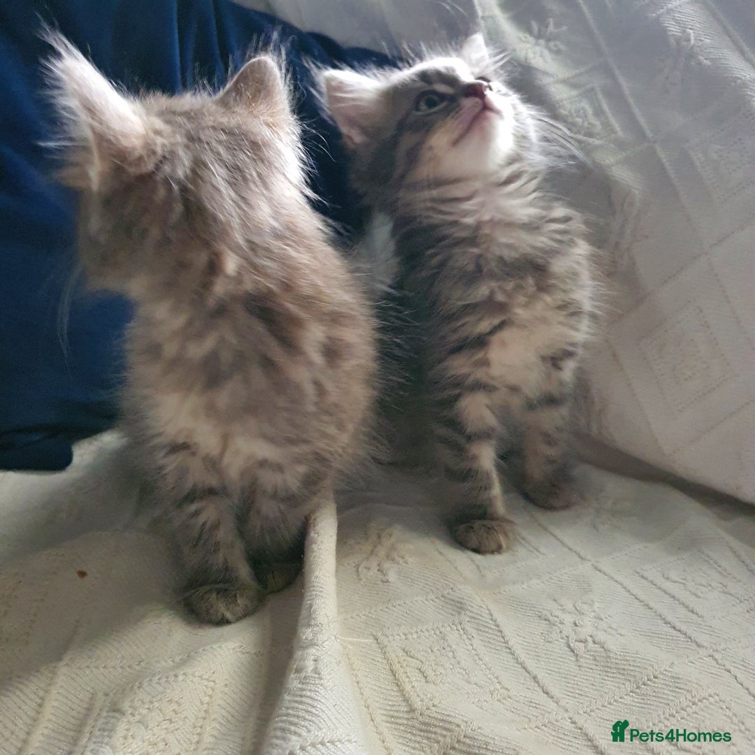 Mixed Breed cats for sale: Six gorgeus kittens  - Image 4