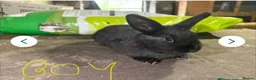 French Lop rabbits for sale: Gorgeous French lop X  in Leeds - Advert 3