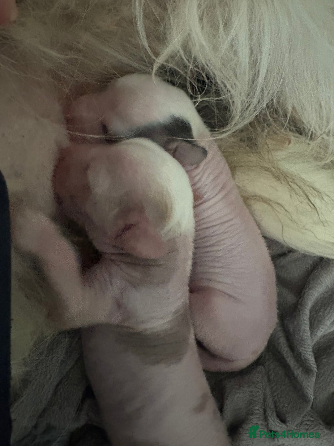 Chinese Crested dogs for sale: Cute Chinese Crested Hairy Hairless Boy.. 💙 - Image 7