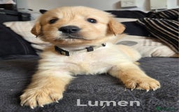 Goldador dogs for sale: Kitanas puppies  - Image 20