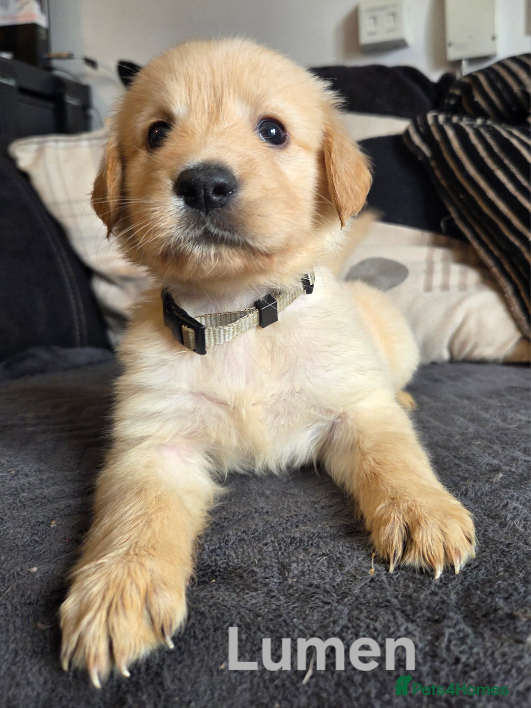 Goldador dogs for sale: Kitanas puppies  - Image 20