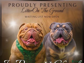 English Bulldog dogs 6 TOP QUALITY ENGLISH BULLDOG PUPPIES - Advert 4