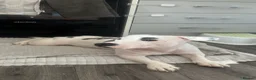 Mixed Breed dogs for sale: Staff X Jack Russell - Stellar - Advert 1