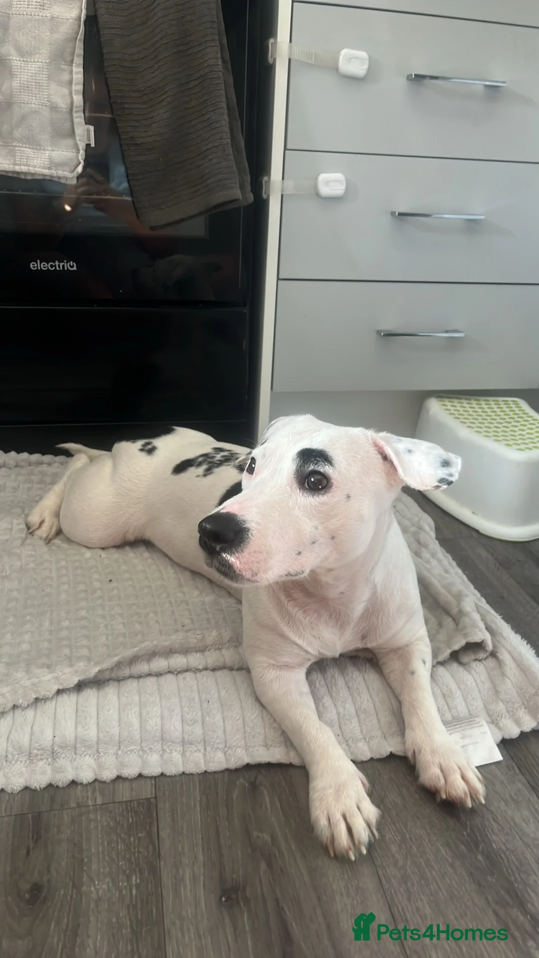 Mixed Breed dogs for sale: Staff X Jack Russell - Stellar - Advert 1