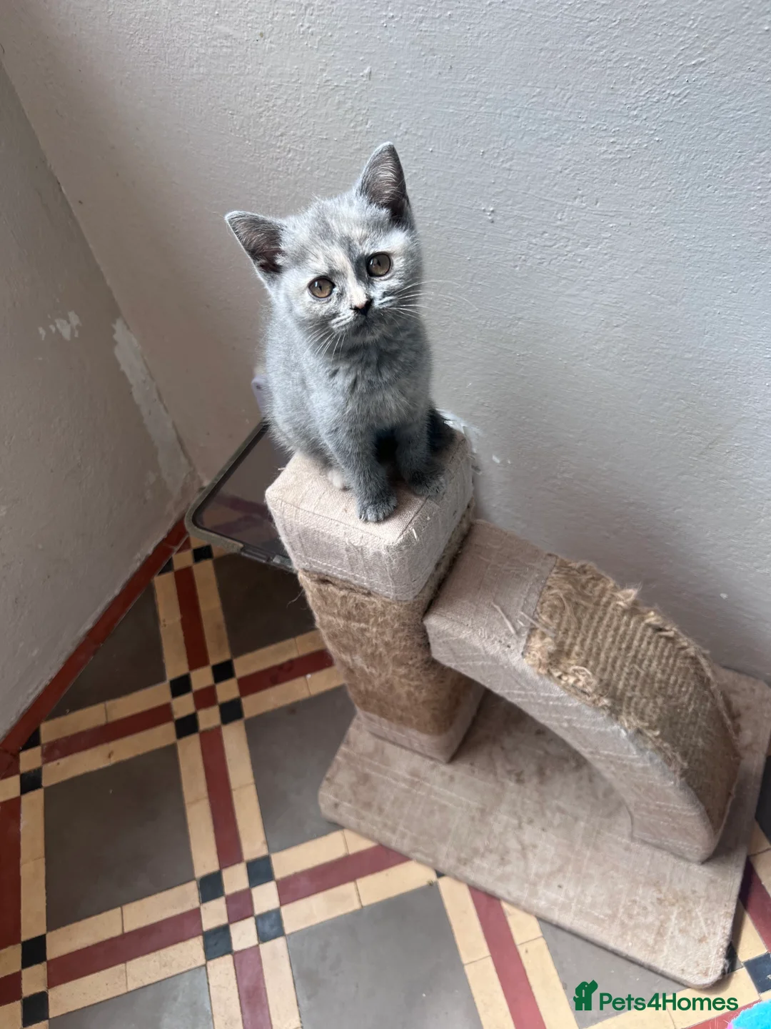 British Shorthair cats for sale: Beautiful Pedigree GCCF Registered - Ready Soon!!  - Advert 2