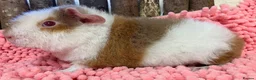 Guinea Pig rodents for sale: Gorgeous pair of Teddy boys/boars/males - Advert 11