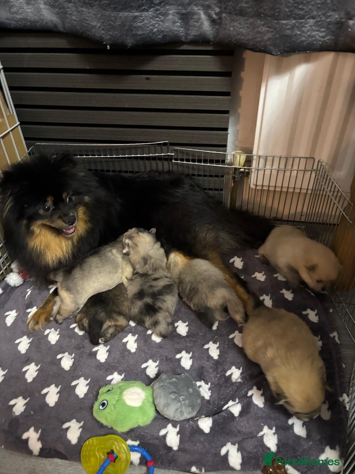 Pomeranian dogs Pomeranian puppies for sale 🐶🐾 - Advert 1