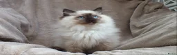 Ragdoll cats for sale: GCCF ACTIVE & PET KITTENS IMP CHAMPION BLOODLINES - Advert 25
