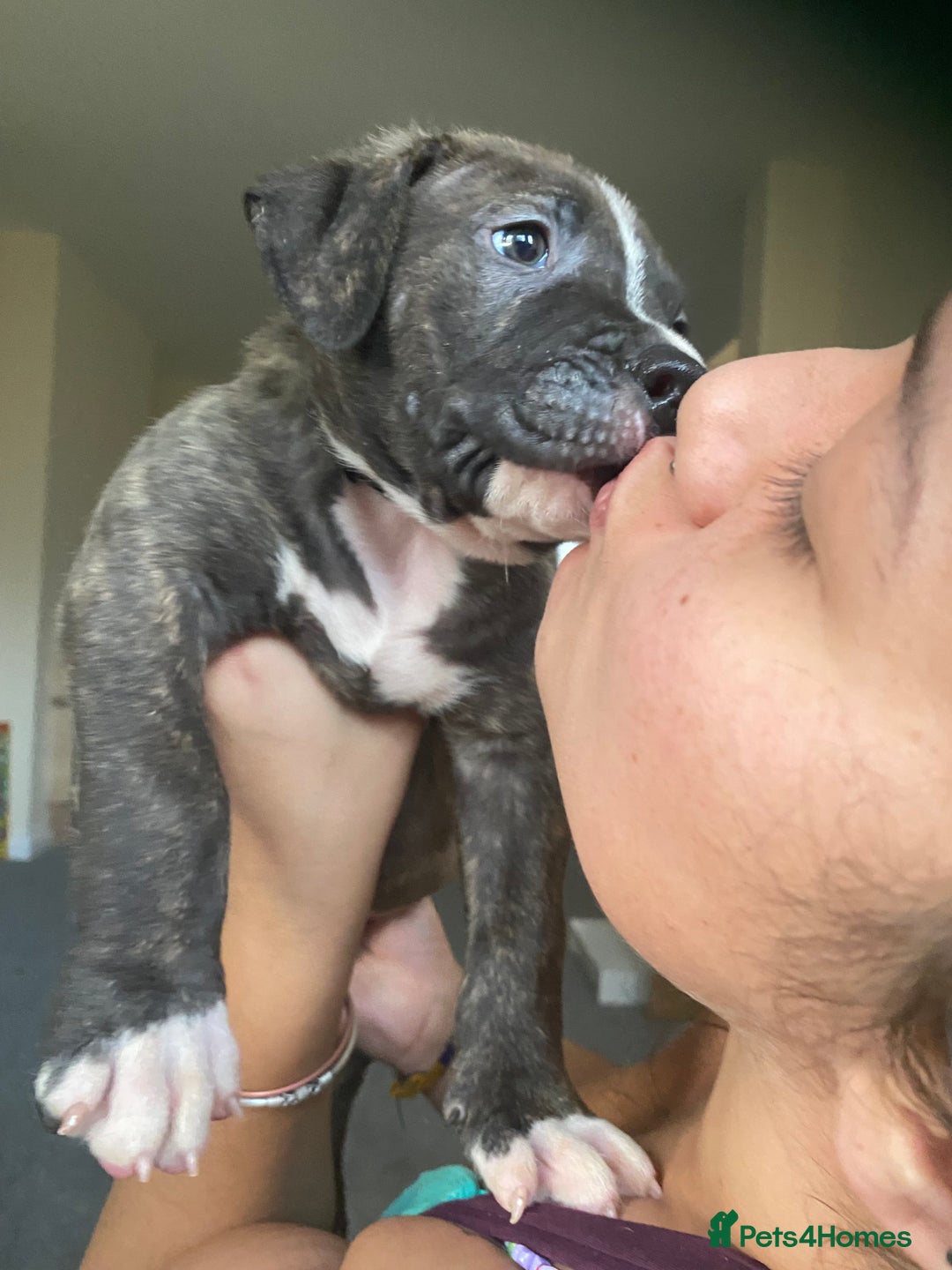 Mixed Breed dogs for sale: Scott American Bulldog Cross  - Advert 11