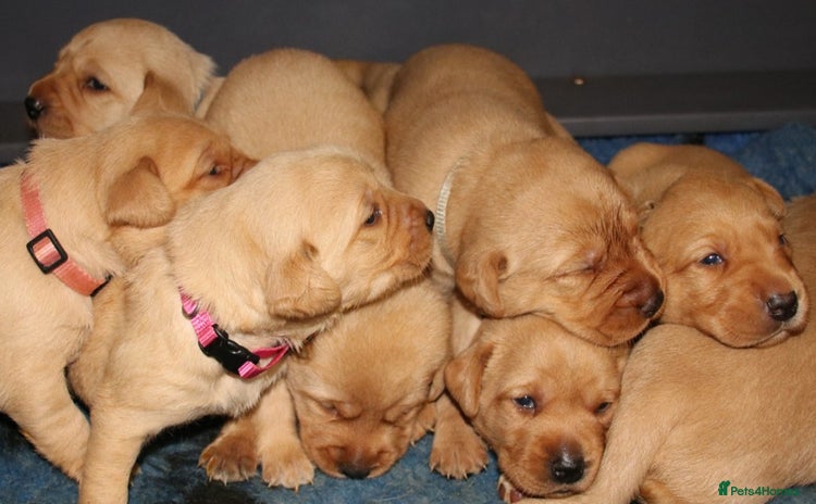 Labrador Retriever dogs - Advert 4