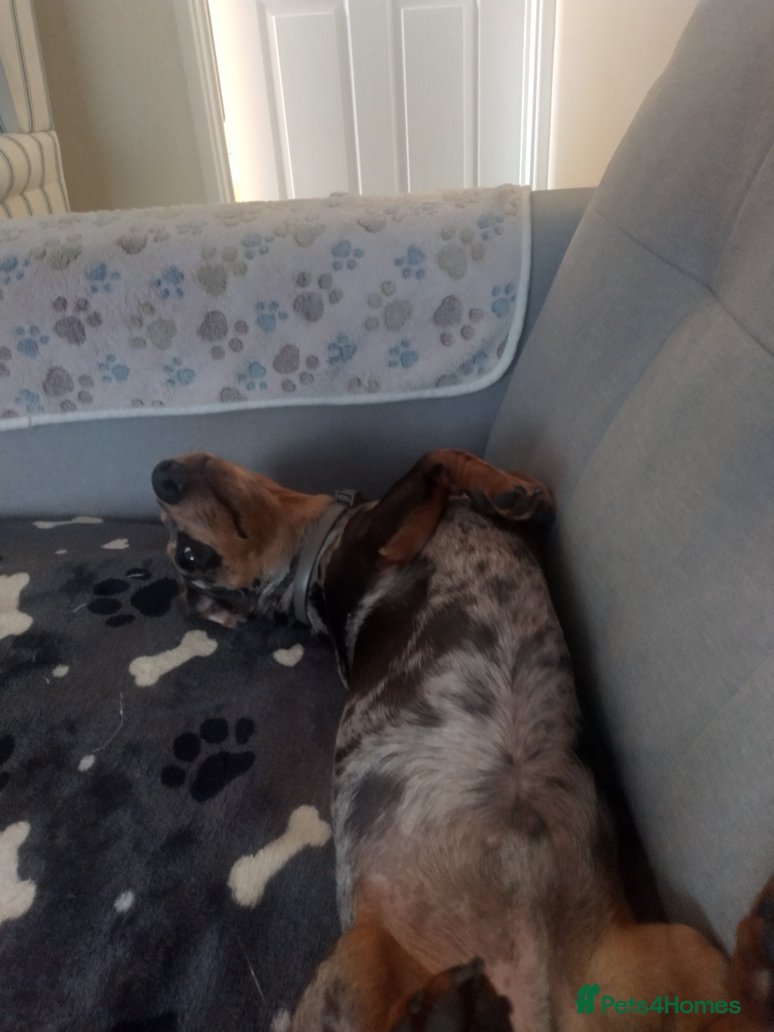 Dachshund dogs for sale: Minature Dachshund  in Worthing - Advert 2