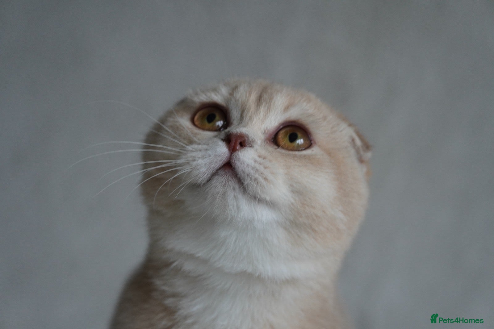 Scottish Fold cats Beautiful kittens - Advert 1