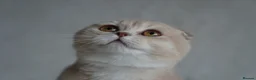 Scottish Fold cats for sale: Beautiful kittens - Advert 1