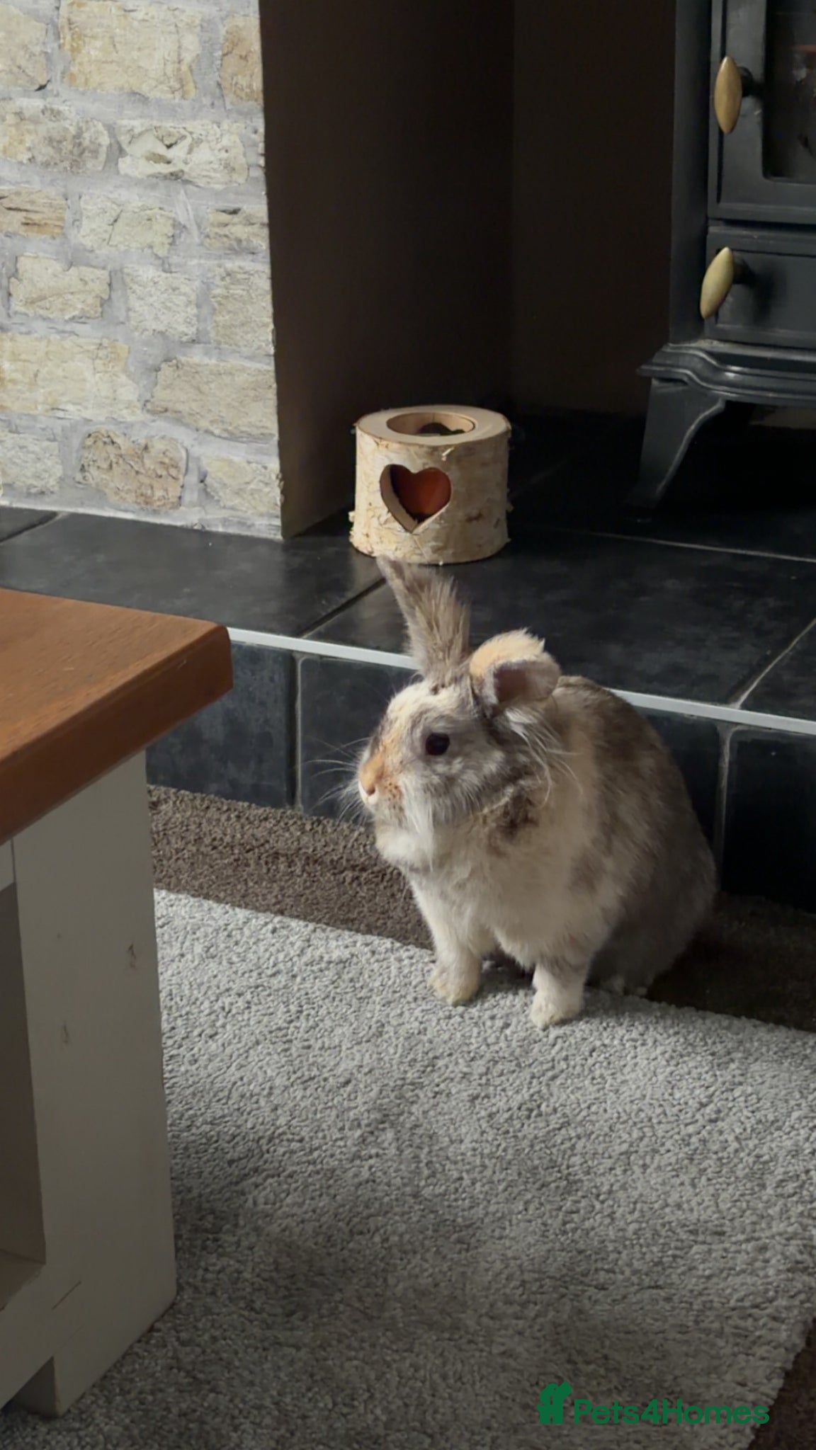 Lionhead rabbits Walter - Advert 1