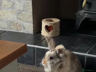 Lionhead rabbits Walter - Advert 1