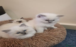 Ragdoll cats for sale: Beautiful Ragdoll Kittens - Image 24
