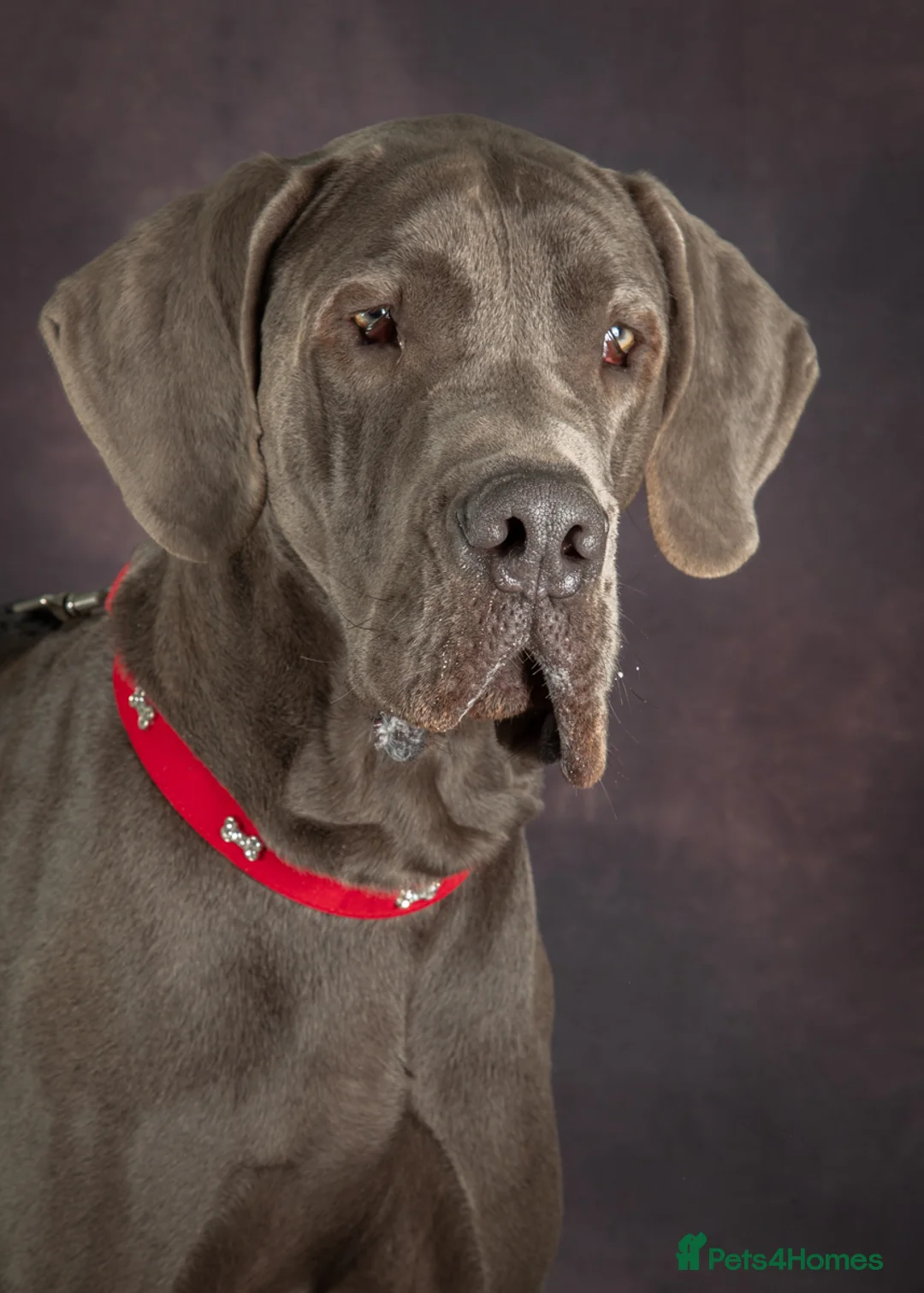 Great Dane dogs for stud: fully health tested proven outstanding solid blue in Thetford - Advert 12