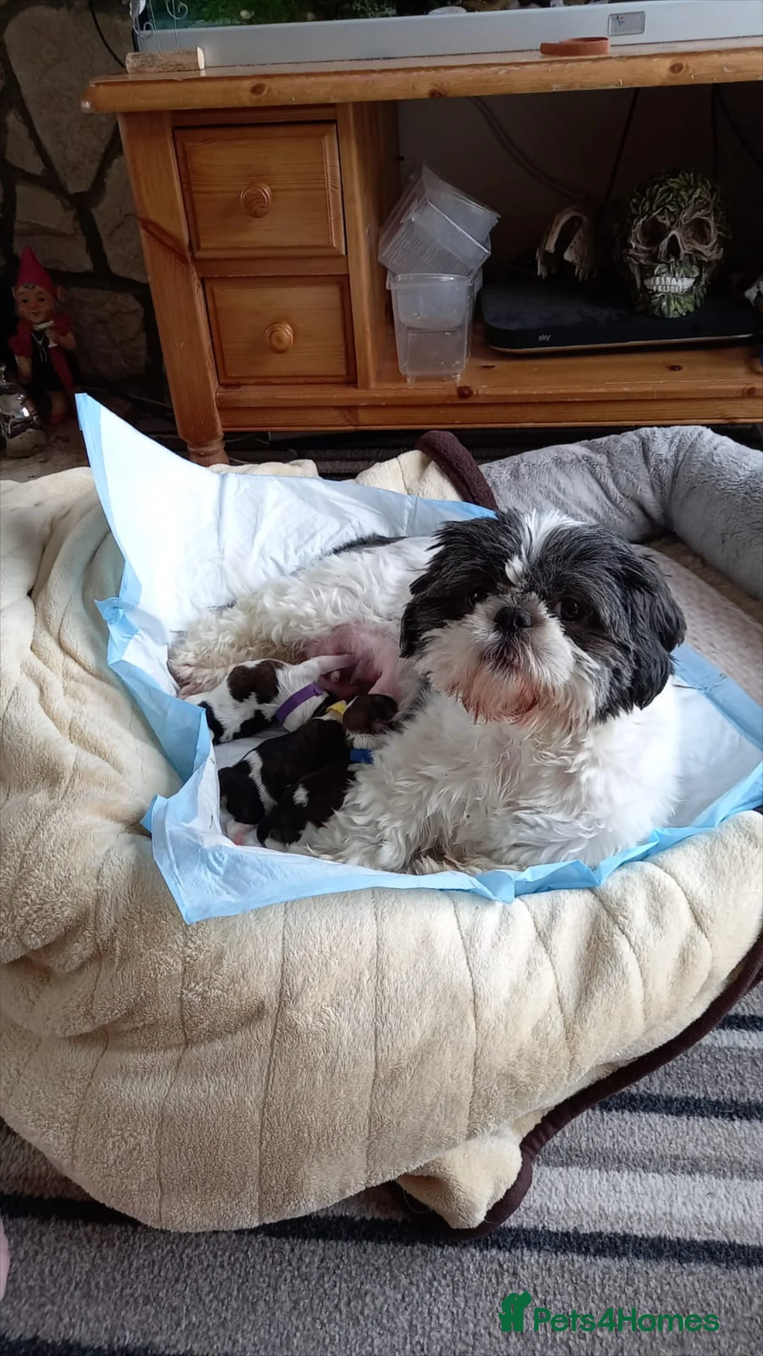 Shih Tzu dogs for stud: Stud dog in Bridgend - Advert 16