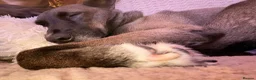Mixed Breed dogs for sale: 6 year old rescue for rehome - Advert 6