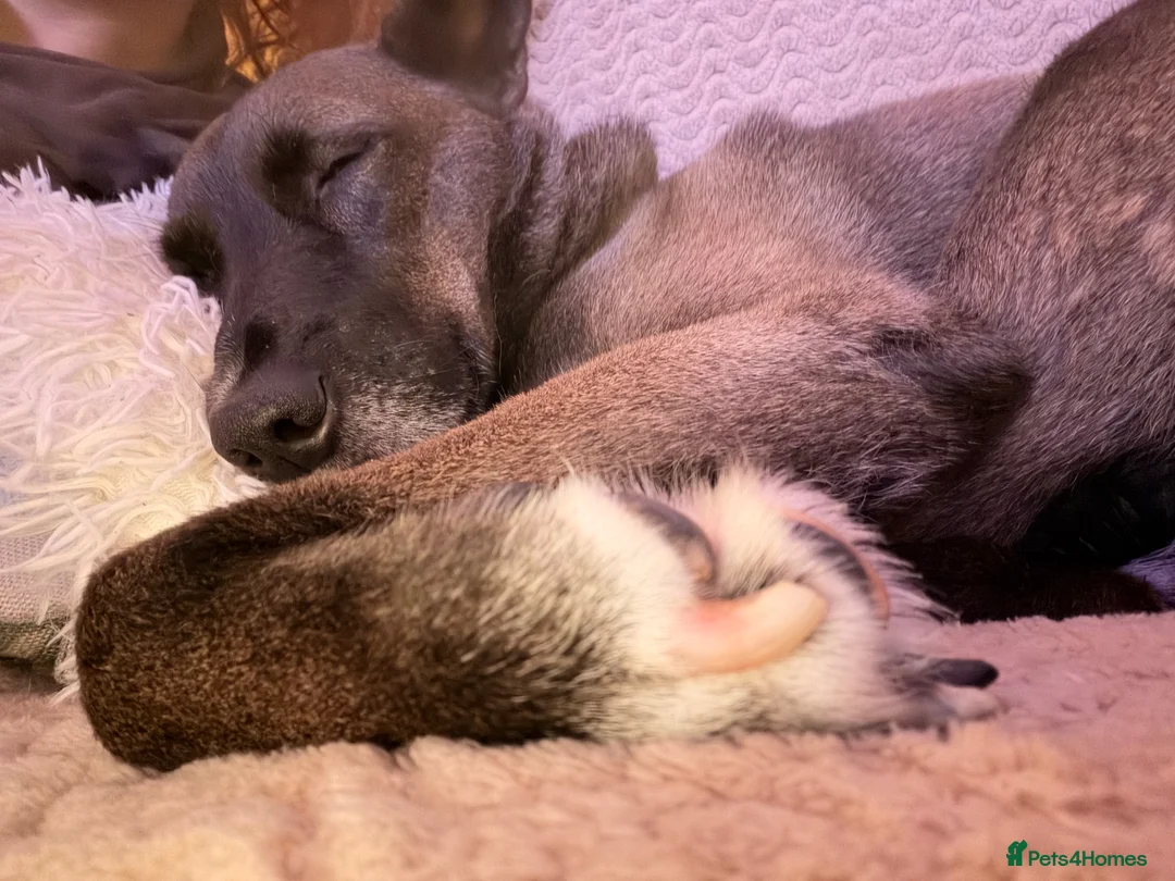 Mixed Breed dogs for sale: 6 year old rescue for rehome - Advert 6