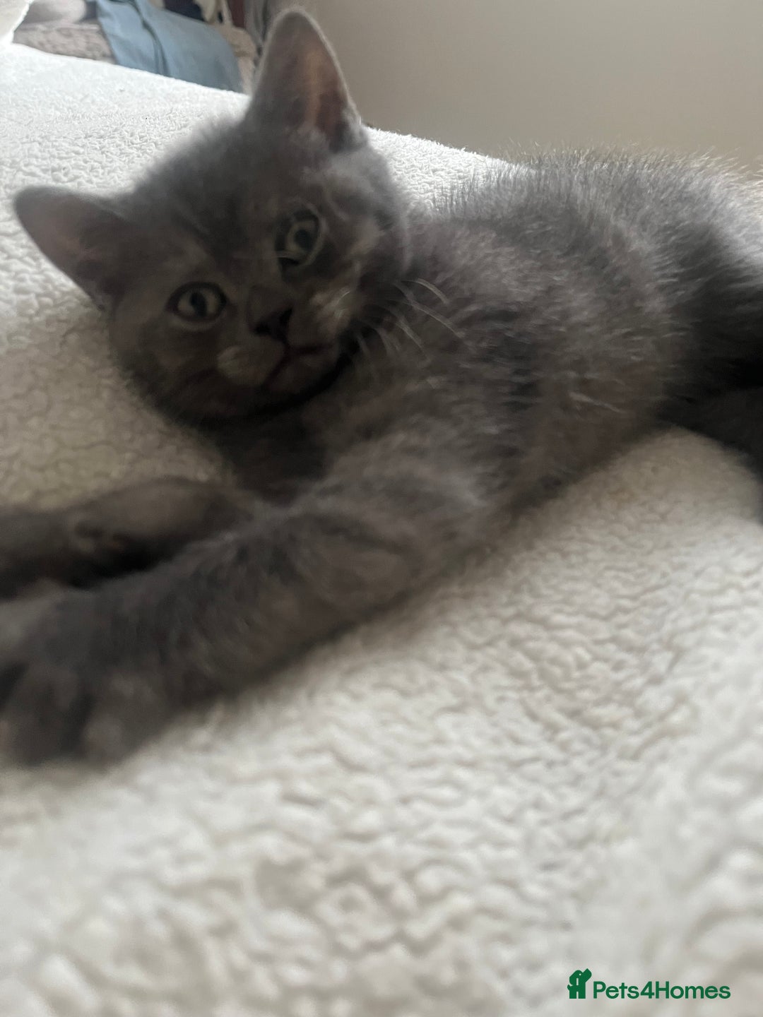 British Shorthair cats for sale: Beautiful BSH kittens, 1 girl, 1 boy available  - Advert 10