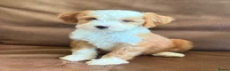 Tibetan Terrier dogs for sale: Beautiful Kc Registered Tibetan Terrier Puppies - Advert 25