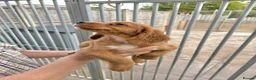 Cocker Spaniel dogs for sale: Cocker spaniel puppies ready now - Advert 22