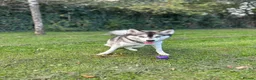 Pomsky dogs for stud: ✨ Handsome F2 Pomsky Stud Available ✨ - Advert 16